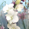 Орхидея Dendrobium Snow White 