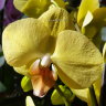Орхидея Phalaenopsis Summer (отцвел)