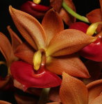 Орхидея Cycnodes Taiwan Gold Orange (отцвёл)