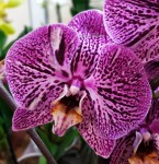 Орхидея Phalaenopsis            