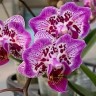 Орхидея Phal. Formosa Cranberry 'Wilson', peloric (еще не цвел)