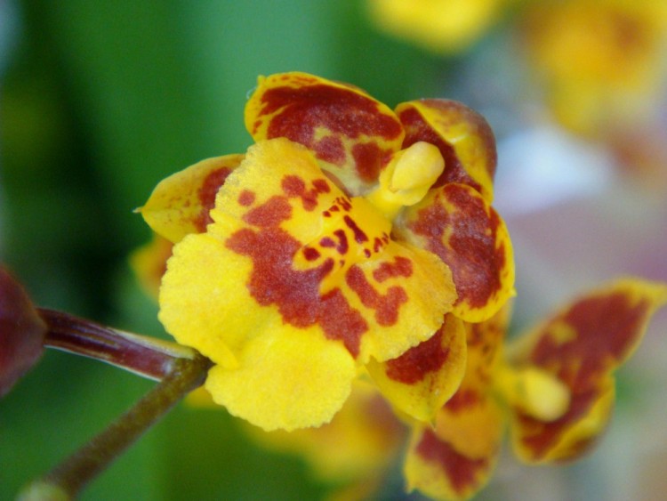 Орхидея Howeara Chian-Tzy Lovely (отцвела)