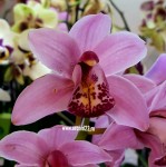 Орхидея Cymbidium    