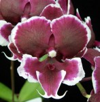 Орхидея Phalaenopsis Younghome Pearl (отцвел)       
