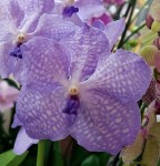 Орхидея Vanda Angelite
