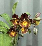 Орхидея Catasetum Gerhard Leiste (еще не цвёл)  