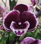 Орхидея Phalaenopsis Black, Big Lip 