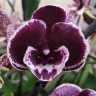 Орхидея Phalaenopsis Black, Big Lip (отцвел)