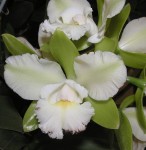 Орхидея Epc. Siam Jade 'Avo' (отцвела)   