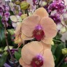 Орхидея Phalaenopsis Caribbean Dream (отцвёл)