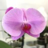 Орхидея Phalaenopsis Singolo Pink (отцвел)