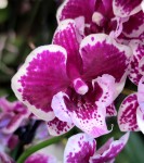 Орхидея Phalaenopsis Big Lip midi (отцвел)