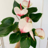 Anthurium Princess Amalia Elegance 