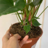 Anthurium Princess Amalia Elegance 