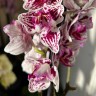 Орхидея Phalaenopsis Lianher Happy Pearl, multiflora (отцвел) 