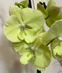 Орхидея Phalaenopsis Green, Big Lip (отцвел)