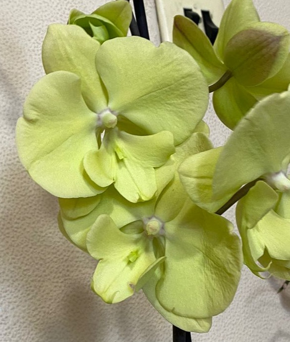 Орхидея Phalaenopsis Green, Big Lip (отцвел)