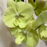 Орхидея Phalaenopsis Green, Big Lip (отцвел)