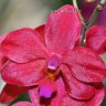 Орхидея Phalaenopsis Buddha's Treasure (отцвел)