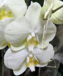 Орхидея Phalaenopsis (отцвел) 