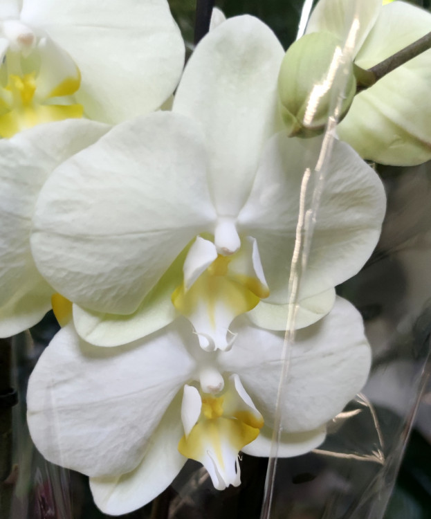 Орхидея Phalaenopsis (отцвел) 