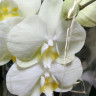Орхидея Phalaenopsis (отцвел) 