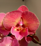 Орхидея Phalaenopsis Red Big Lip (отцвел)