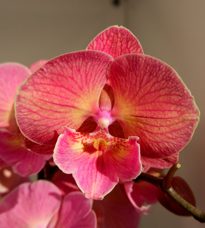 Орхидея Phalaenopsis Red Big Lip (отцвел)