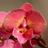 Орхидея Phalaenopsis Red Big Lip (отцвел)