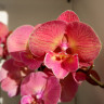 Орхидея Phalaenopsis Red Big Lip (отцвел)