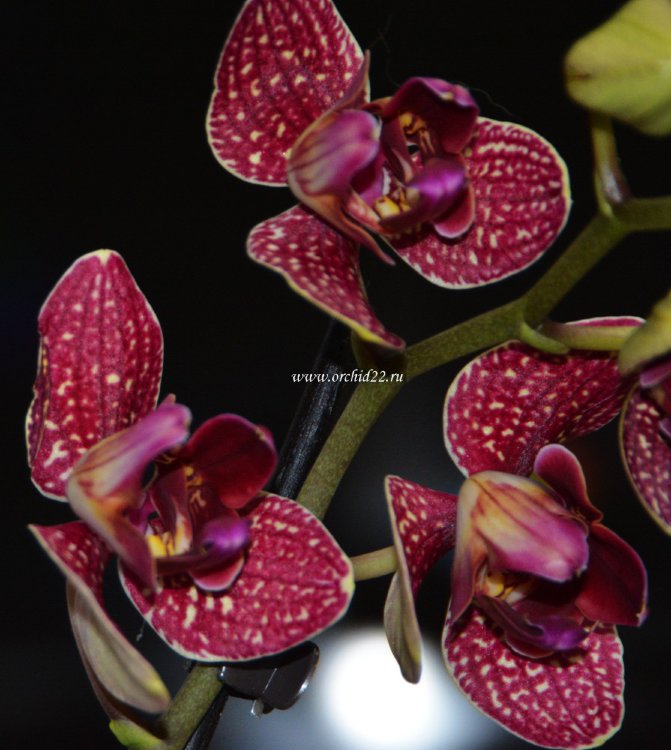 Орхидея Phalaenopsis Taida Salu