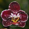 Орхидея Phalaenopsis Black Velvet