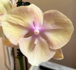 Орхидея Phalaenopsis Big Lip (отцвел, РЕАНИМАШКА)