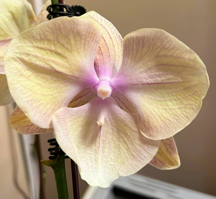 Орхидея Phalaenopsis Big Lip (отцвел, РЕАНИМАШКА)