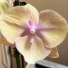 Орхидея Phalaenopsis Big Lip (отцвел, РЕАНИМАШКА)