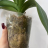 Орхидея Phalaenopsis Big Lip (отцвел, РЕАНИМАШКА)