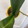 Орхидея Phalaenopsis Big Lip (отцвел, РЕАНИМАШКА)
