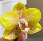 Орхидея Phal. Young Home Golden Pixie (отцвел, РЕАНИМАШКА)