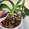 Орхидея Phal. Young Home Golden Pixie (отцвел, РЕАНИМАШКА)