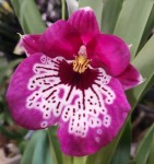 Орхидея Miltonia hybrid (отцвела)