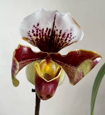 Орхидея Paphiopedilum hybrid (отцвёл)
