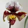 Орхидея Paphiopedilum hybrid (отцвёл)