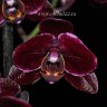 Орхидея Phalaenopsis Black Jack (отцвел)