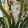 Орхидея Cymbidium 
