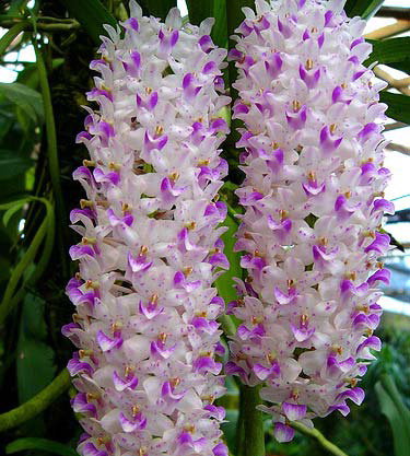 Орхидея Rhynchostylis retusa (сеянцы)