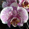 Орхидея Phalaenopsis (отцвёл)         
