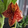 Орхидея Cycnodes Orange Coffee 