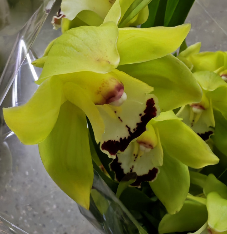 Орхидея Cymbidium 
