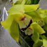 Орхидея Cymbidium 