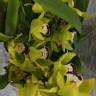 Орхидея Cymbidium 